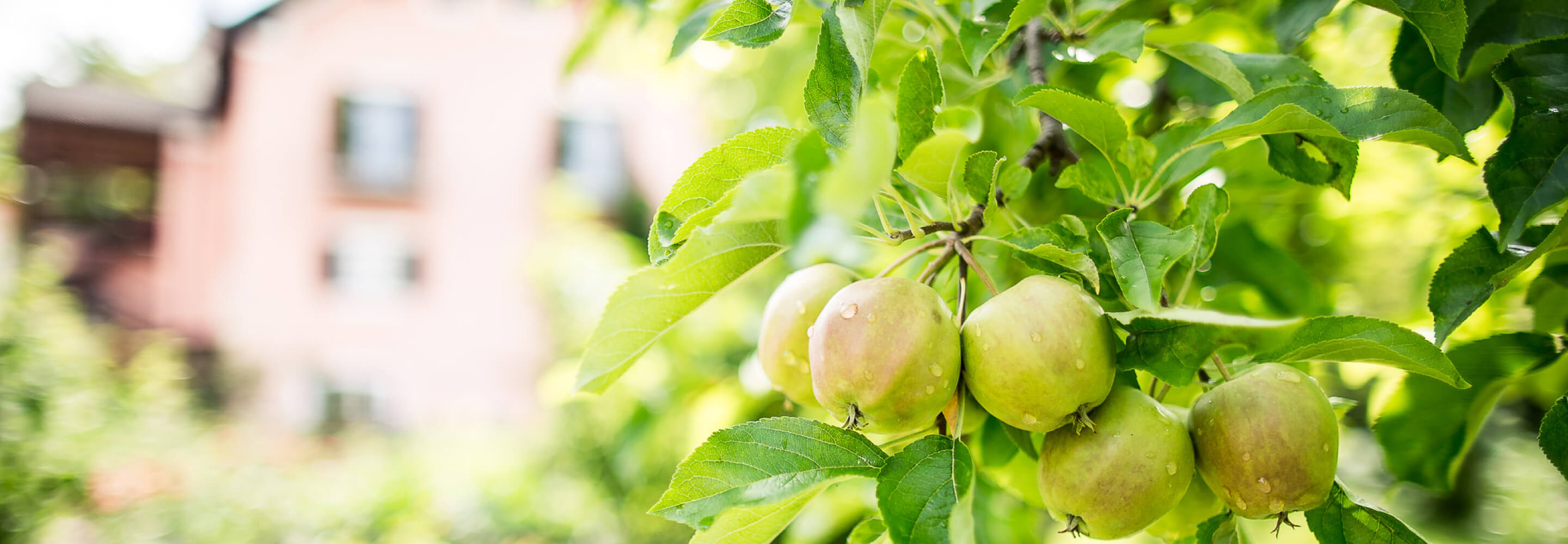 Rote Äpfel die zum entspannen einladen